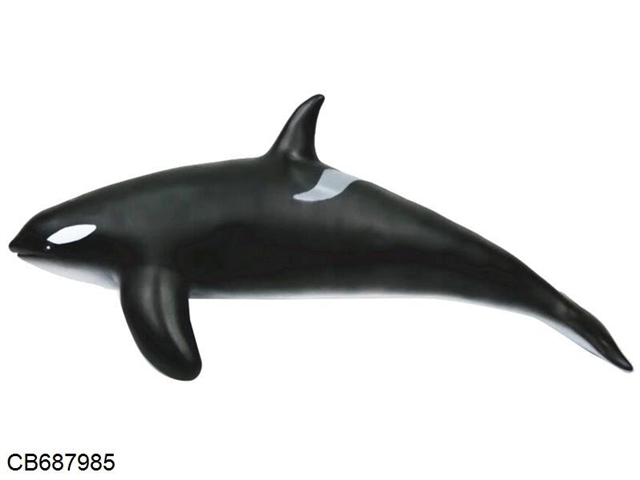 Marine animal whale