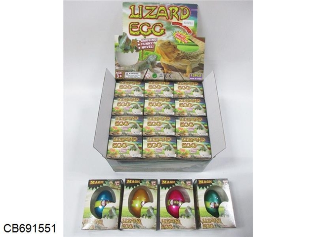 Inflated lizard eggs 12 / display box