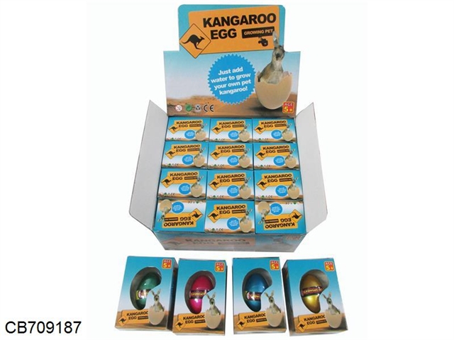 Inflated kangaroo eggs 12 / display box