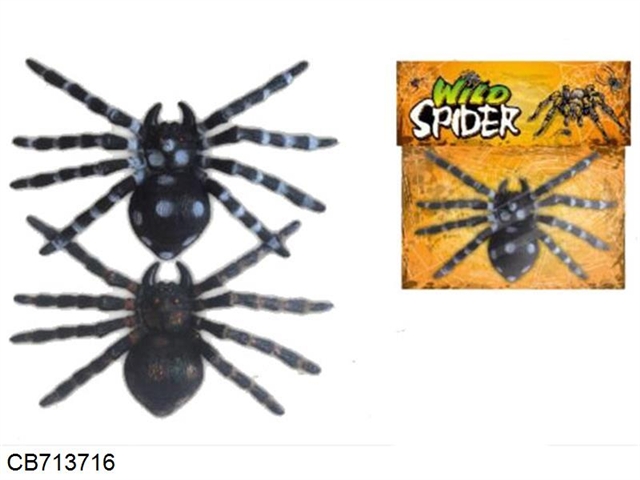 Large spider